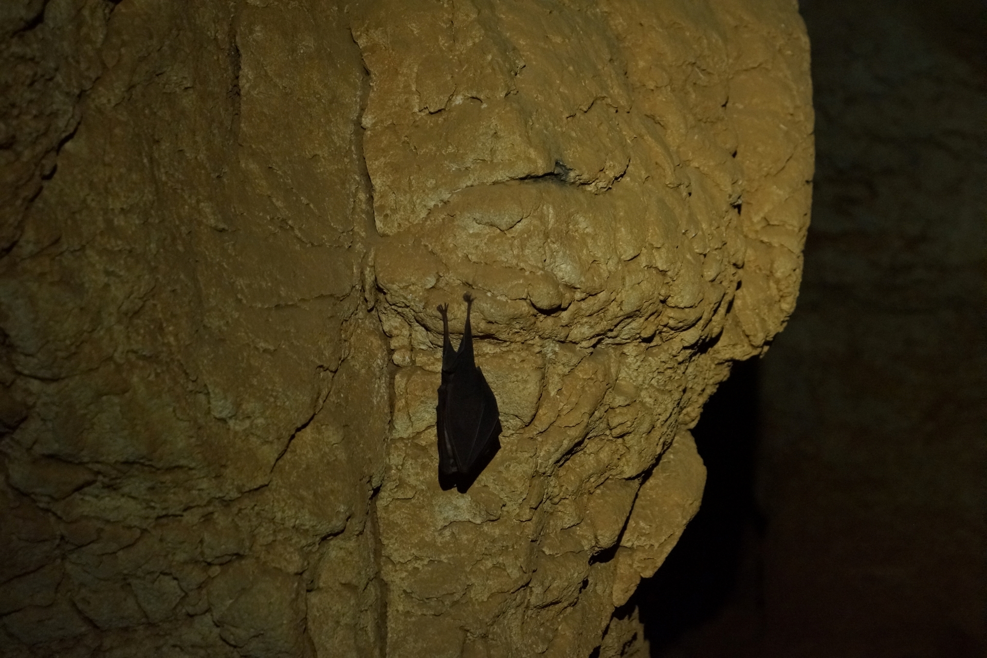fledermäuse 2021 saint marcel höhle