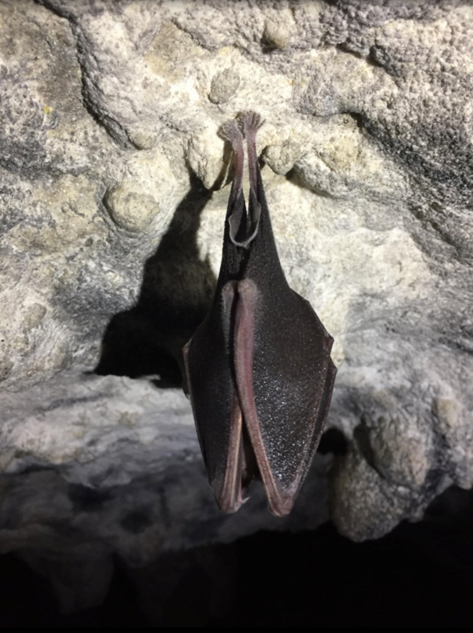 bats saint marcel cave